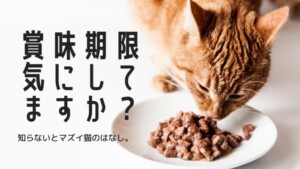 猫の餌は1日3回〜4回で時間を分けた方が良い理由【忙しい人でも可能 