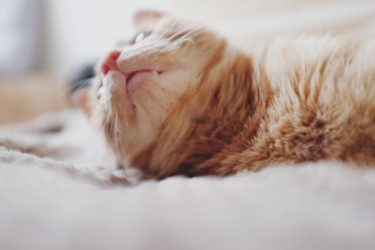 猫の寝る位置で信頼度が分かる 飼い猫との関係性について考えてみた たぬきのインドア生活