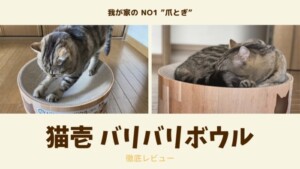 猫の餌は1日3回〜4回で時間を分けた方が良い理由【忙しい人でも可能 